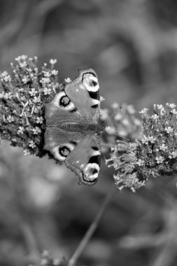 Avrupa Tavuskuşu Kelebeği (Aglais io, Inachis io) Buddleia ile beslenir