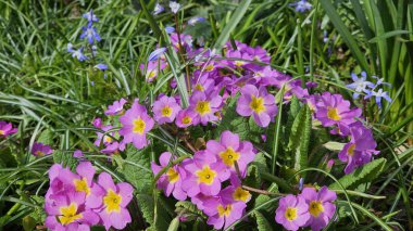 Sarı merkezli bir demet pembe çiçek tarlada.