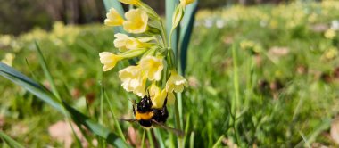 Eylemdeki Tozlaşma: Primula veris 'te Bumblebee