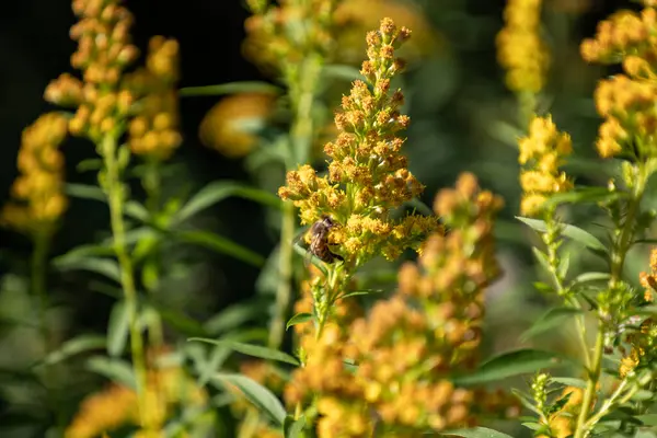 Çiçek üzerindeki böcek: Bal arısı iş başında