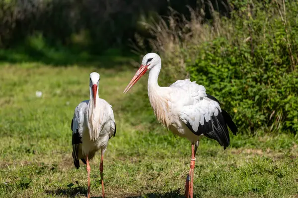 Doğada iki beyaz leylek, çayırdaki zarif kuşlar.