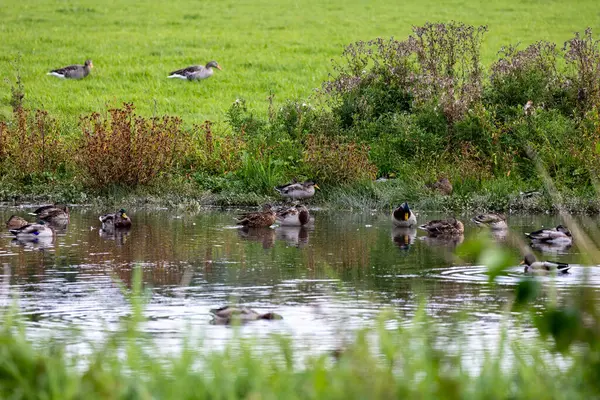 Yaban ördekleri ve kazlar gölette ve çayırda