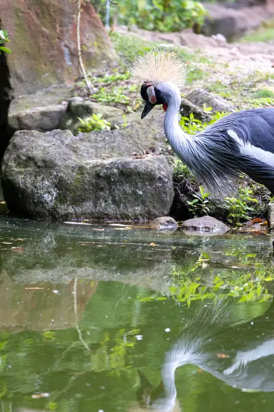 Parkta taçlandırılmış vinç. Hayvanat bahçesindeki kuş.