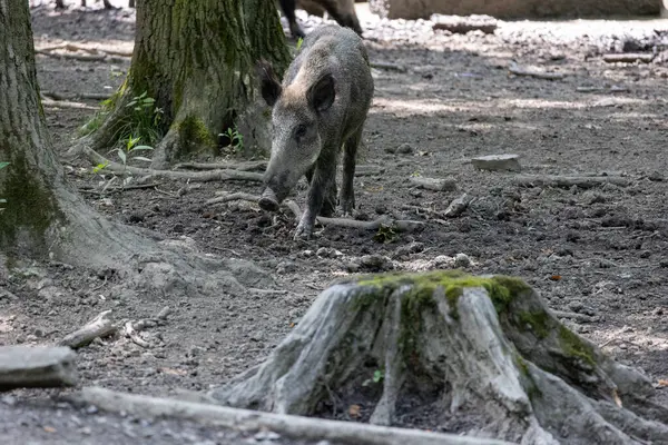 Yaban domuzu (Sus Scrofa) ormandaki