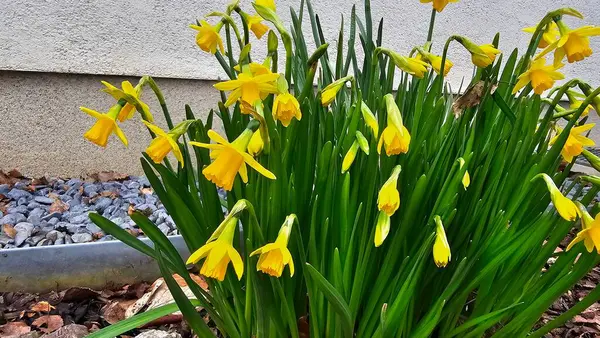 Baharda güzel sarı nergisler