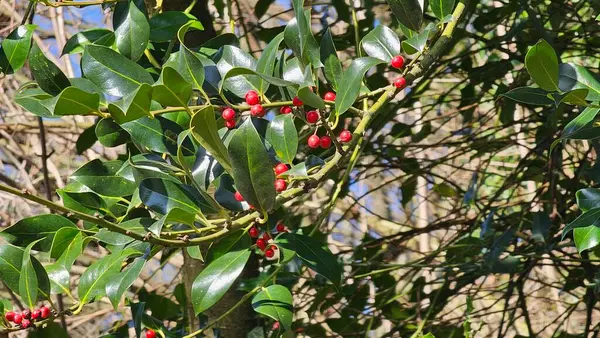 Kırmızı böğürtlenli Holly ağacı dalı (German European Holly). seçici odak