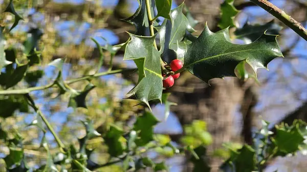 Kırmızı böğürtlenli Holly ağacı dalı (German European Holly). seçici odak