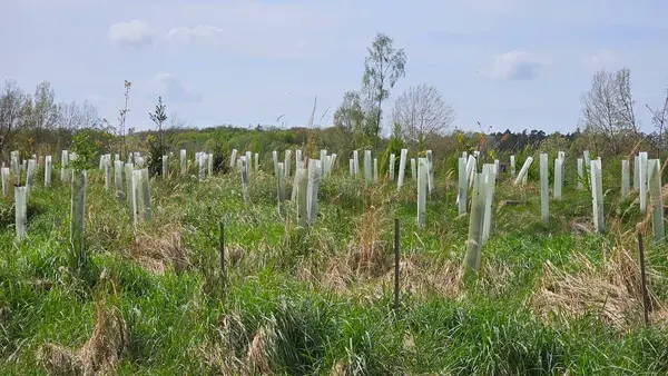 Ağaçların yeniden ağaçlandırılması ve sırayla büyüyen plastik tüpler.