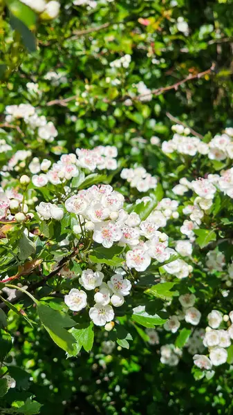 Meyve bahçesinde bahar çiçeği elma ağacı