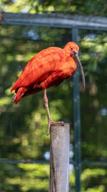 Parlak kırmızı aynaklar portresi