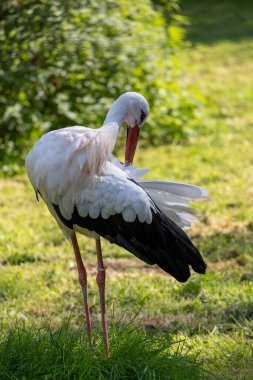 Beyaz leylek tüylerini kabartıyor: Otların arasında zarif bir kuş