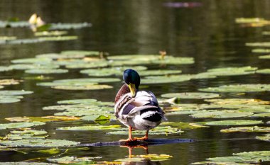Mallard tüylerini göletteki bir nilüfer yaprağına dizer.