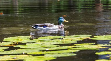 Mallard ördeği gölette nilüfer yaprakları arasında yüzüyor.
