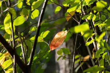 Odaklı Doğa: Yeşil Yaprakla çevrili Turuncu Yaprak