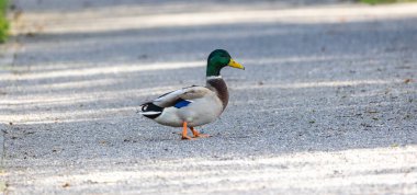 Doğa Fotoğrafçılığı: Yoldaki Ördek