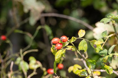 Yaban gülü meyvesi: Çay ve reçel için gül kalçası