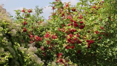 Bright autumn background. Fall colors. Nature background with red berries and leaves of the viburnum bush.