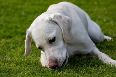 Beyaz Labrador Retriever bahçede dinleniyor.
