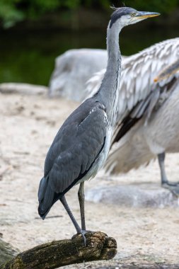 Sudaki gri balıkçıl: Ağaç gövdesinde duran Ardea cinerea
