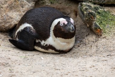Humboldt Pengueni (Spheniscus humboldti) bir hayvanat bahçesinde