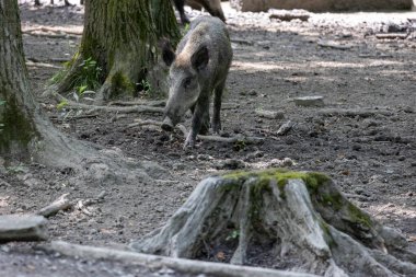 Yaban domuzu (Sus Scrofa) ormandaki