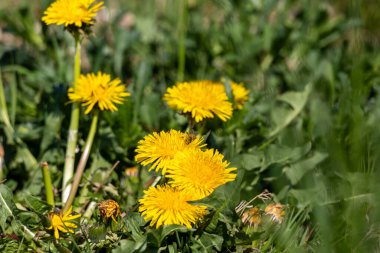 Tıbbi bitki karahindiba, Taraxacum tarikatına yakın çekim. Ruderalia doğada