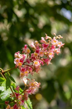 Kırmızı at kestanesinin muhteşem çiçek başları gün ışığında