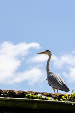 Güzel gri balıkçıl mavi gökyüzüne ve yeşile karşı