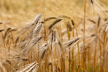 Altın buğday tarlası ve günbatımı gökyüzü, hasat mevsiminde tarım tahıl hasadının manzarası