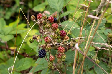 Dikenler ve meyveler: Yazın sonunda / sonbaharda böğürtlen çalısı