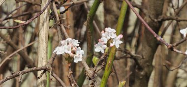 Güçlü Tauros boğası kameraya bakıyor. Tür koruma ve doğa.