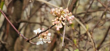 Güçlü Tauros boğası kameraya bakıyor. Tür koruma ve doğa.