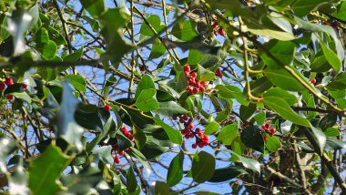 Kırmızı böğürtlenli Holly ağacı dalı (German European Holly). seçici odak