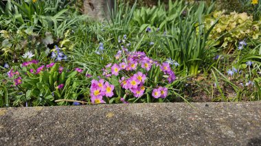 Sarı merkezli bir demet pembe çiçek tarlada.