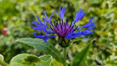 Mavi Cornflower Macro: Centaurea siyanus tam çiçeklenme