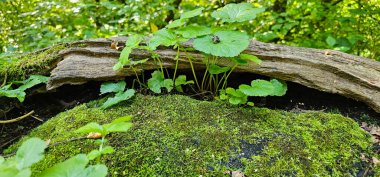 Orman ortamında büyüme ve çürüme
