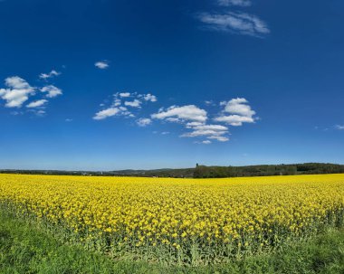 Sarı kolza tohumu çiçekleri çiçek açmış.