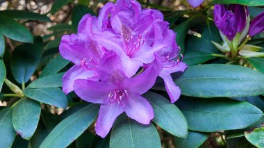 Güneş ışığında zarif mor açelya çiçekleri