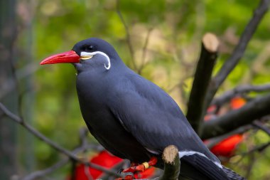 The Inca tern (Larosterna İnca) yakın plan fotoğrafı
