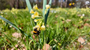 Yabanarısı Yaban Arısı Nektarıyla Besleniyor