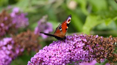 Tavuskuşu kelebeği Buddleia 'da: Bahçedeki mor çiçekte kelebek