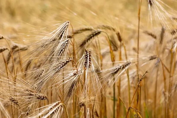 Altın buğday tarlası ve günbatımı gökyüzü, hasat mevsiminde tarım tahıl hasadının manzarası