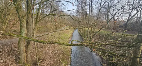 Doğa Manzarası: Yapay Ormanda Akan Akış