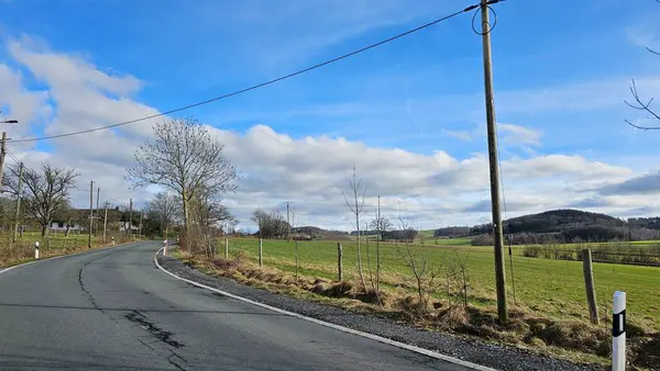 Güçlü Tauros boğası kameraya bakıyor. Tür koruma ve doğa.