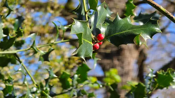 Kırmızı böğürtlenli Holly ağacı dalı (German European Holly). seçici odak