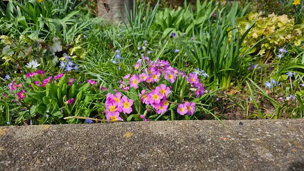 Sarı merkezli bir demet pembe çiçek tarlada.