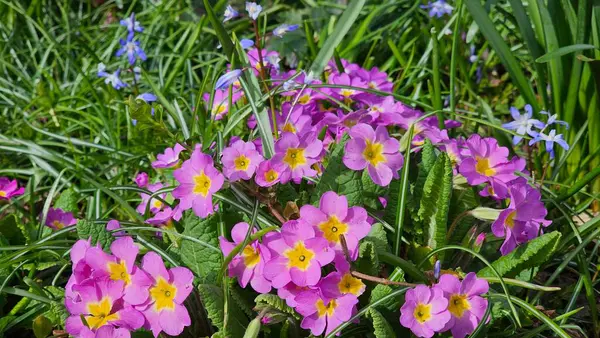 Sarı merkezli bir demet pembe çiçek tarlada.