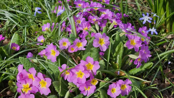 Viola üç renkli (üç renkli) çiçekler