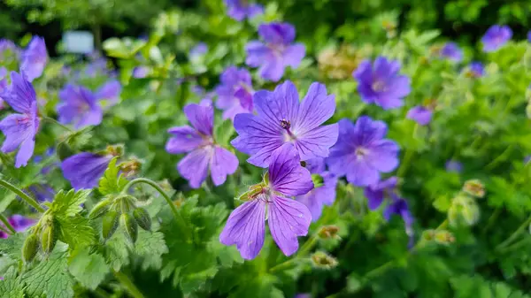 Çiçek arkaplanı: Yumuşak odaklı yapraklı yabani turna gagası