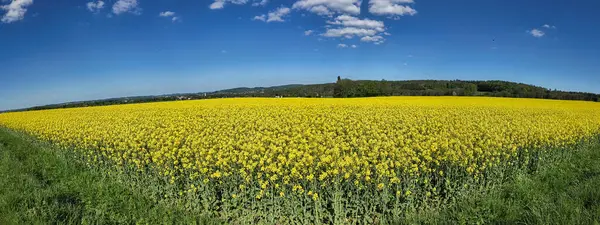 Sarı kolza tohumu çiçekleri çiçek açmış.